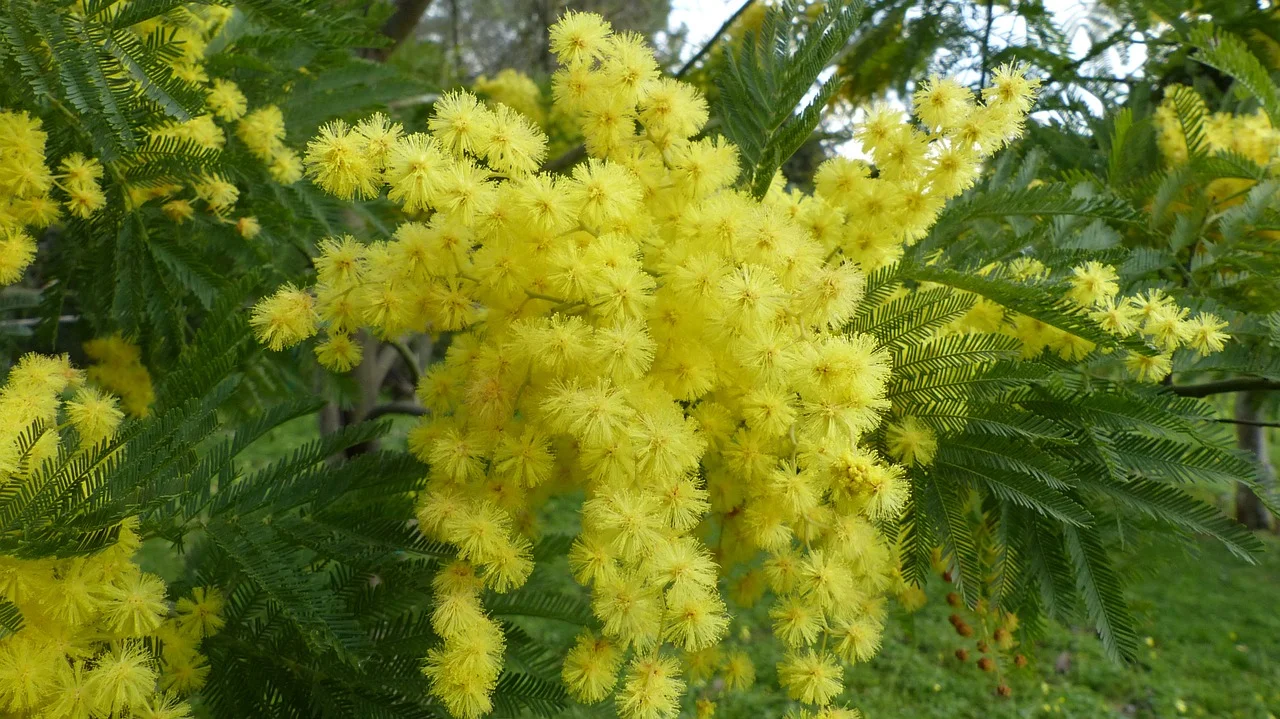 mimosa-949834_1280